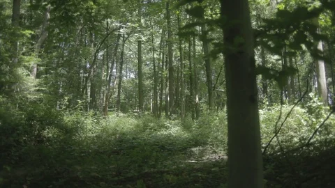 Woods1 Stock Footage 97111630