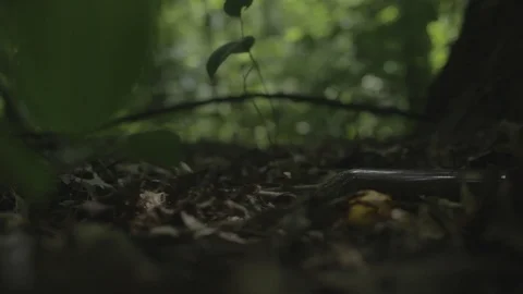 Woods1 Stock Footage 97112207