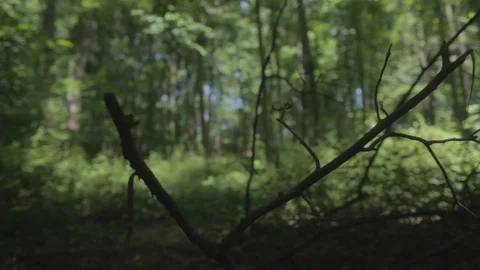 Woods1 Stock Footage 97112609