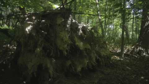 Woods1 Stock Footage 97113237