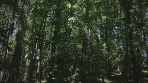 Woods1 Stock Footage 97113404