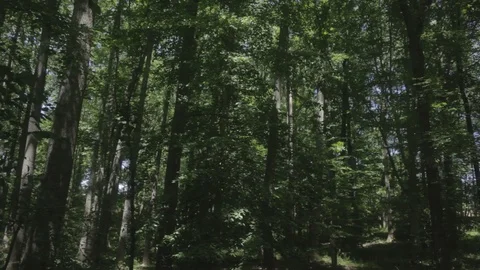 Woods1 Stock Footage 97113577