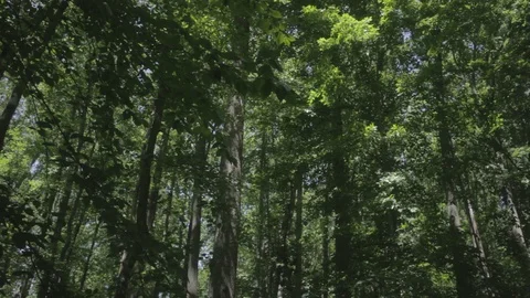 Woods1 Stock Footage 97114607