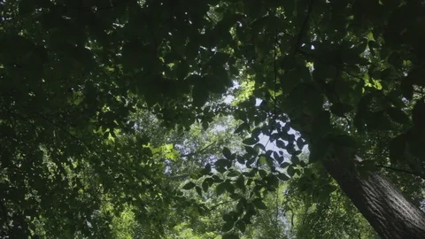 Woods1 Stock Footage 97114692