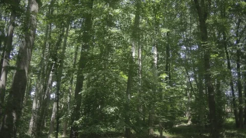 Woods1 Stock Footage 97115126