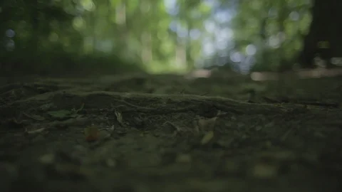 Woods1 Stock Footage 97115228