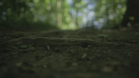 Woods1 Stock Footage 97115342