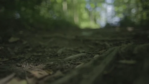 Woods1 Stock Footage 97115650