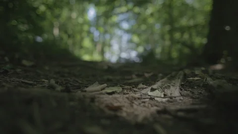 Woods1 Stock Footage 97116967