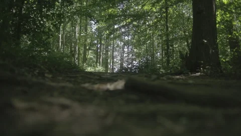 Woods1 Stock Footage 97117315