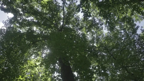 Woods1 Stock Footage 97117629