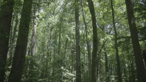 Woods1 Stock Footage 97117723