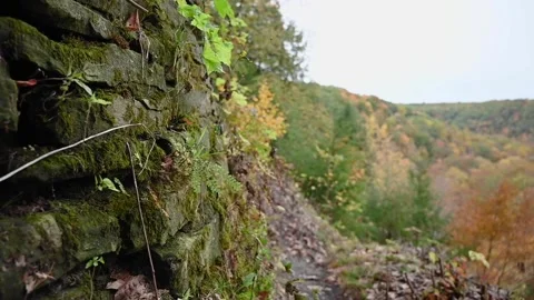 WoodsHD01 Stock Footage 168375863