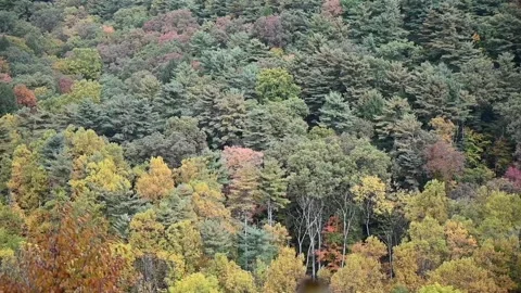 WoodsHD02 Video stock 168375860