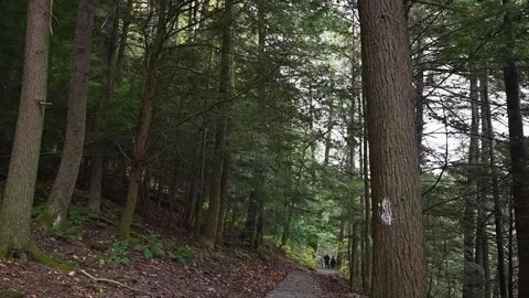 WoodsHD04 Stock Footage 168375862