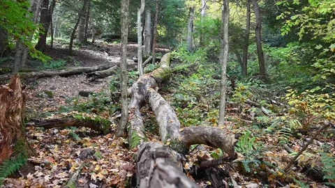 WoodsHD05 Stock Footage 168375859