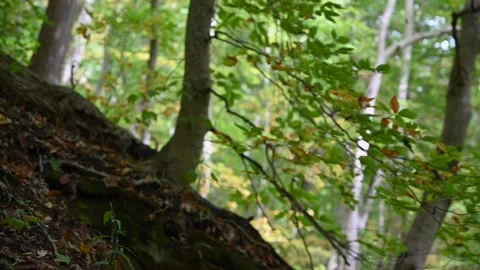 WoodsHD06 Stock Footage 168375866