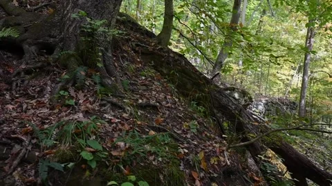 WoodsHD07 Video stock 168375868