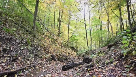 WoodsHD08 Stock Footage 168375865