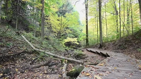 WoodsHD09 Stock Footage 168375867