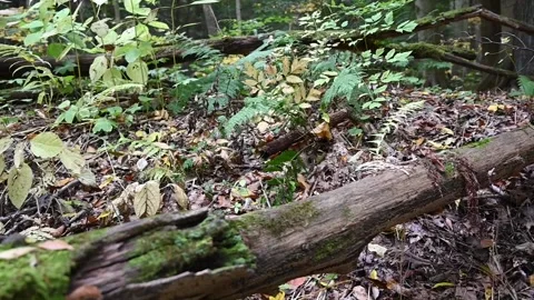 WoodsHD10 Video stock 168375869