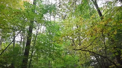 WoodsHD11 Stock Footage 168375878