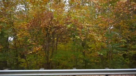 WoodsHD12 Stock Footage 168375880