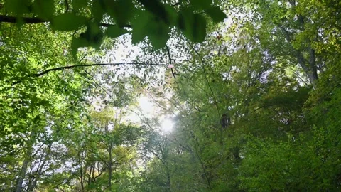 WoodsHD13 Stock Footage 168375871