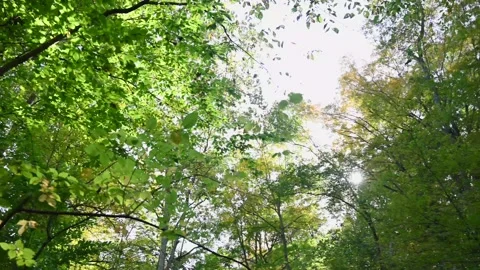 WoodsHD14 Stock Footage 168375872