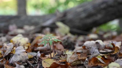 WoodsHD16 Video stock 168375877