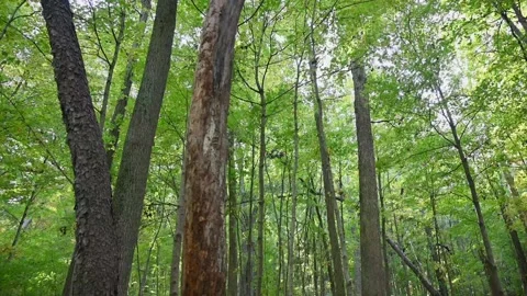 WoodsHD17 Stock Footage 168375879