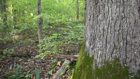 WoodsHD18 Stock Footage 168375881