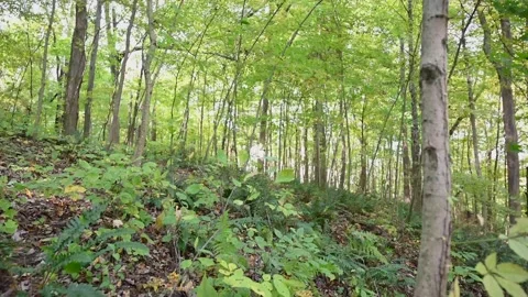 WoodsHD19 Stock Footage 168375882