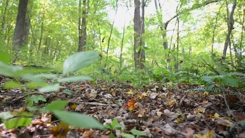 WoodsHD20 Video stock 168375886