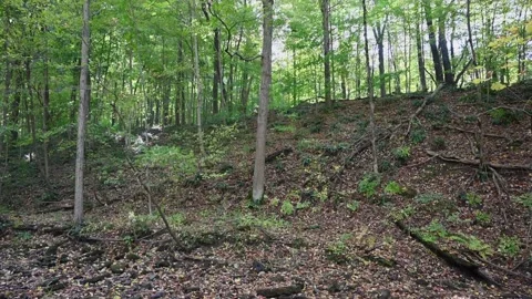WoodsHD22 Stock Footage 168375885
