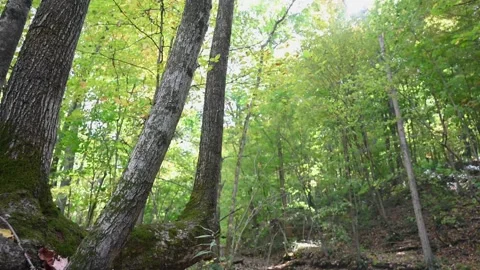 WoodsHD23 Stock Footage 168375883