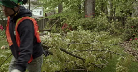 Woodsman pulls cut branches toward chipper in residential yard - storm cleanup Stock Footage 139988700
