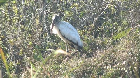 Woodstork in the grass Stock Footage 6027371