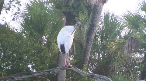 Woodstork Preen Video stock 42685437
