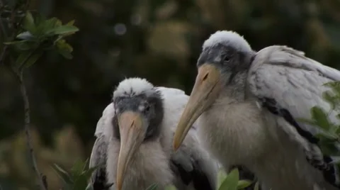 Woodstork in rain 動画素材 41733629