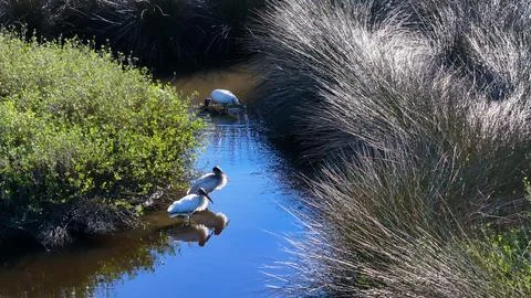 Woodstorks near the Ormond Beach Loop Foto stock