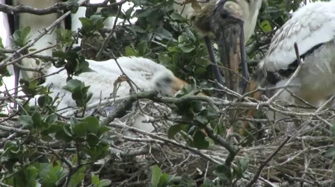 Woodstorks in nest 動画素材 41735124