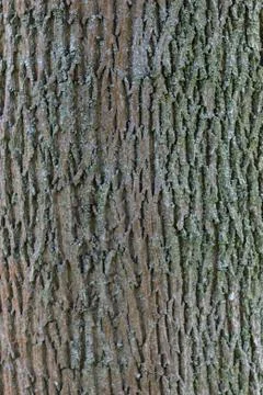 Woodstructure or texture Stock Photos