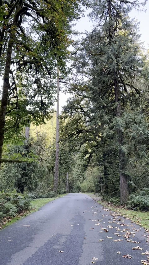 Woodsy fall road Stock Footage 296021798