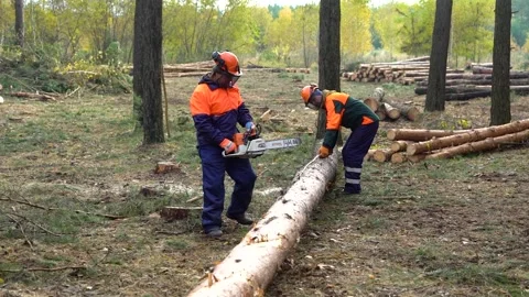 Woodworking industry. workers cut trees in the forest with chainsaws Stock Footage 219686530