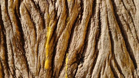 Woodworld Video stock 277861168