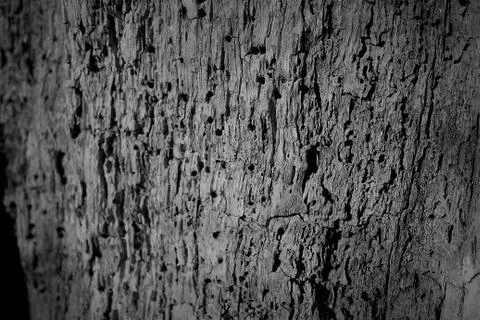 Woodworm Texture Stock Photos
