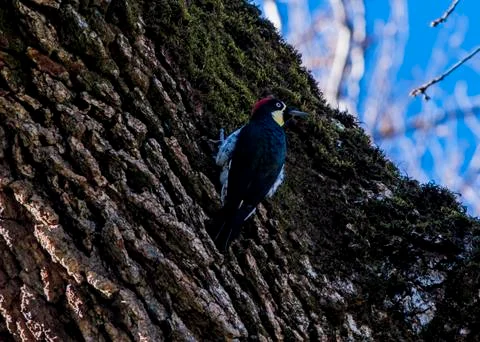 Woody Stockfoto's