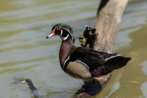 Wook duck on the tree Stock Photos