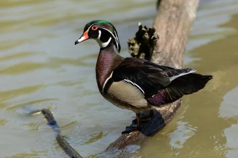Wook duck on the tree Foto stock